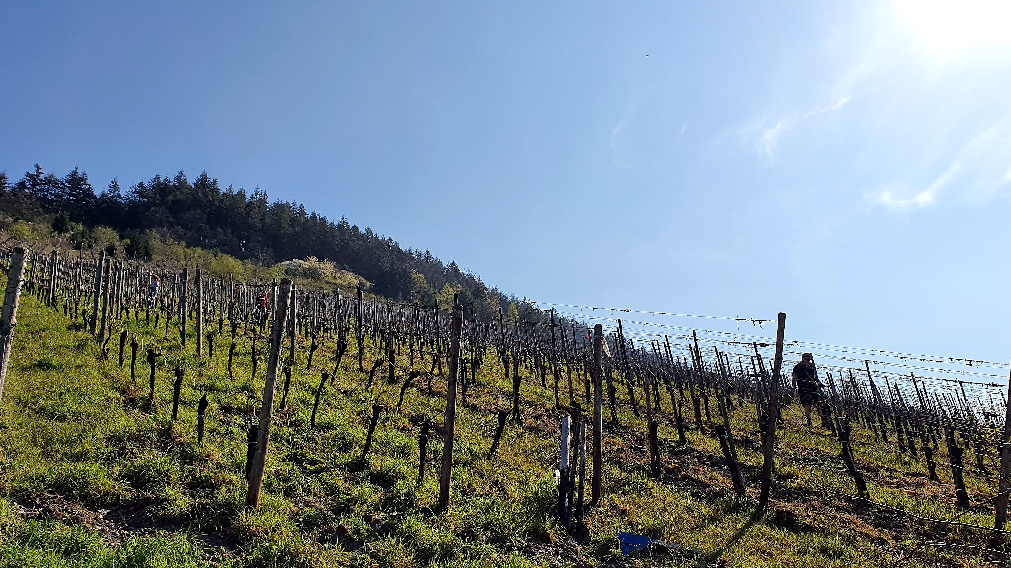 Blick über Traben-Trarbach, Mosel und Weinberge